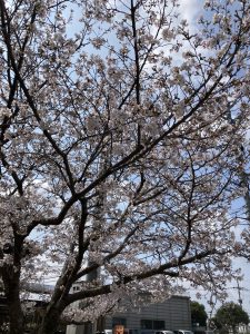 ご進級おめでとうございます